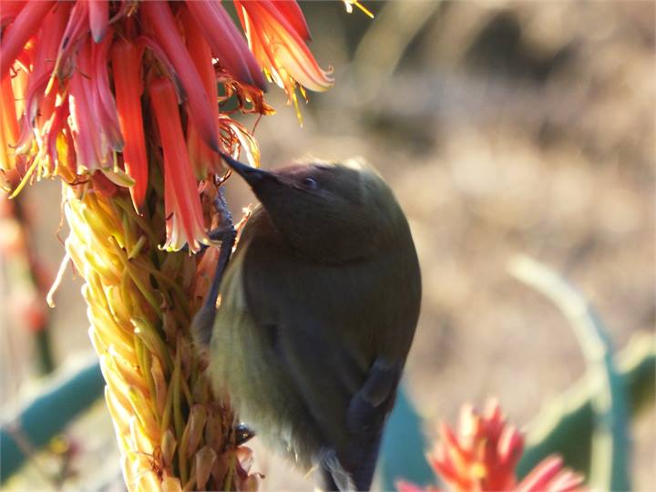 Bellbird