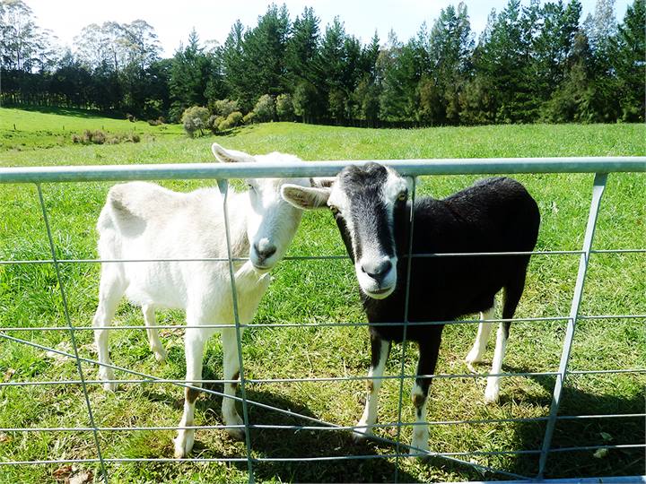 Resident friendly Goats