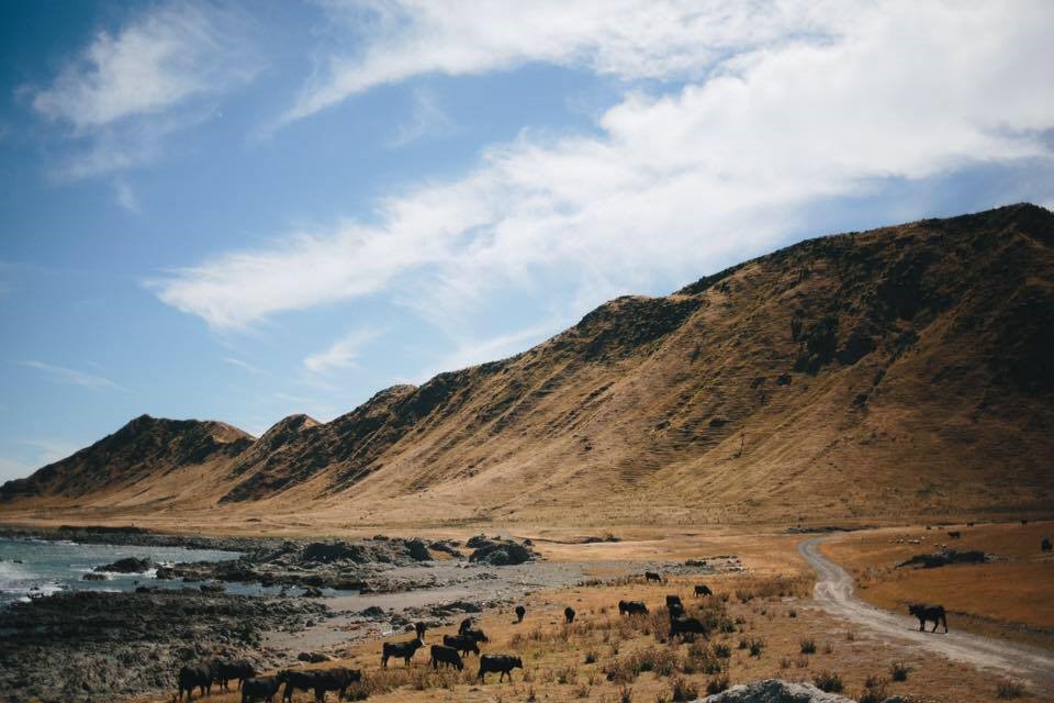 Te Awaiti Station Coastal farm view