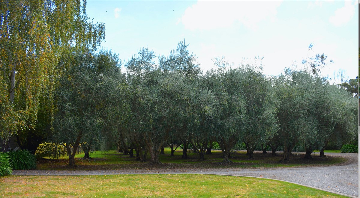 Olive grove