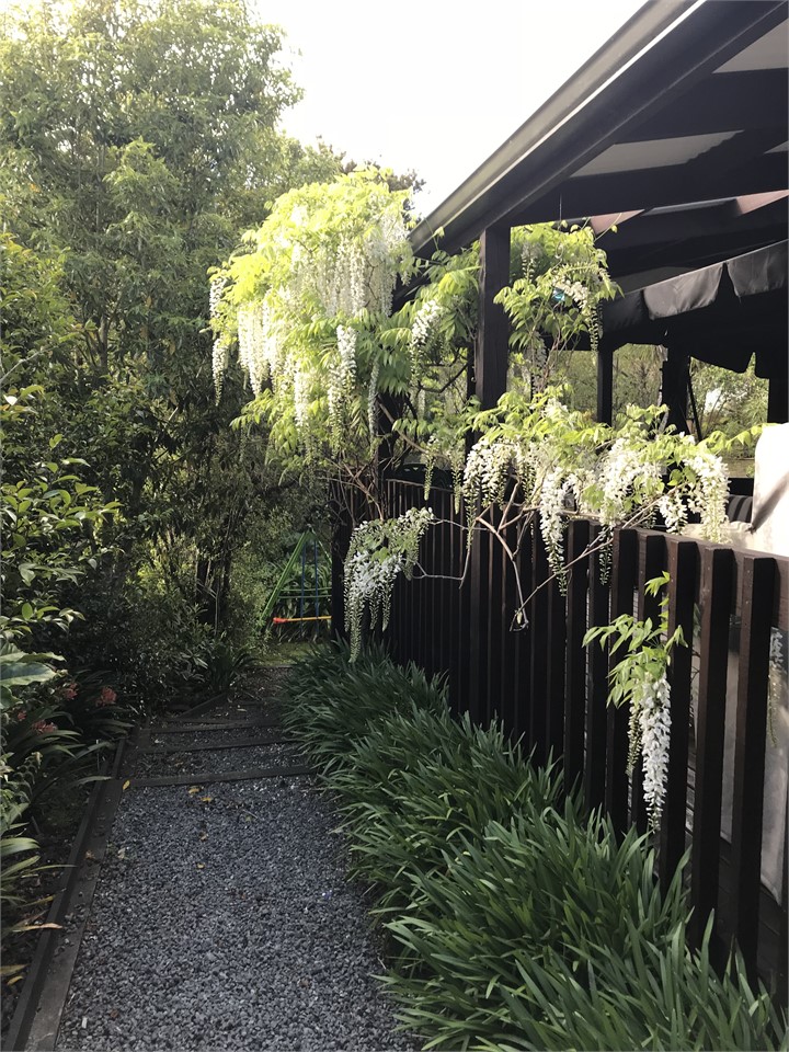 Wisteria on left side of house and path