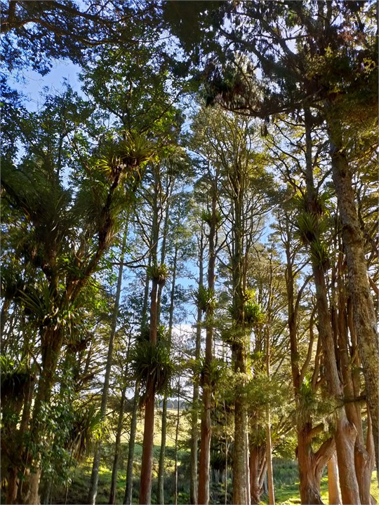 A glimpse of the giant Native trees in the reserve