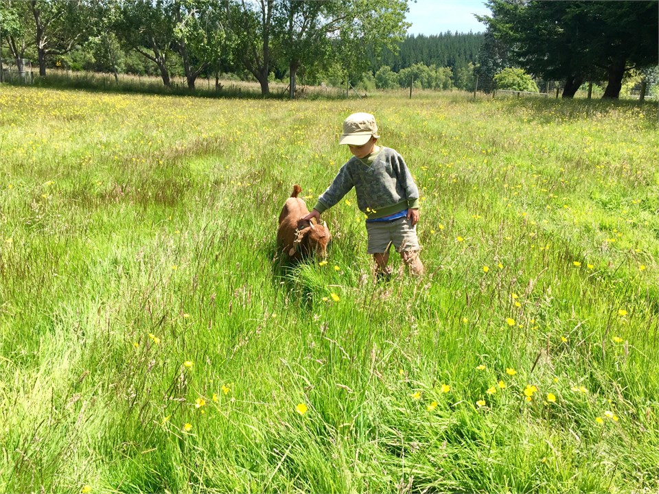 Close Encounter with our Boer Goats.