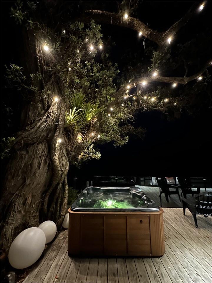 Pohutukawa lights up with festoon lights at night.