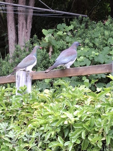 Kereru in the garden