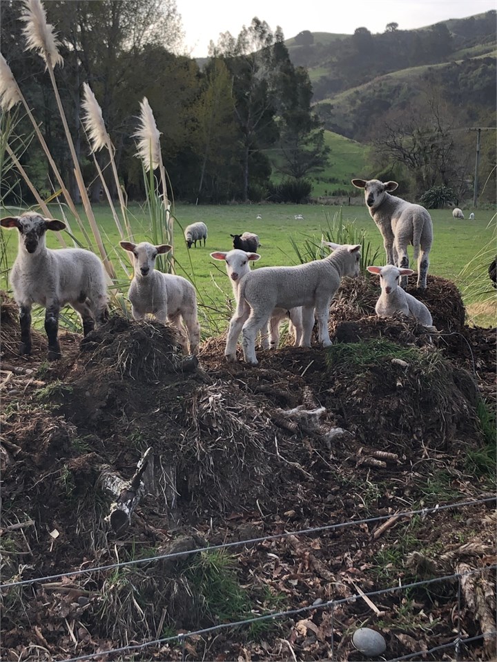 lambs in spring