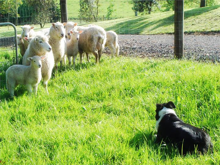 Our own flock of Sheep