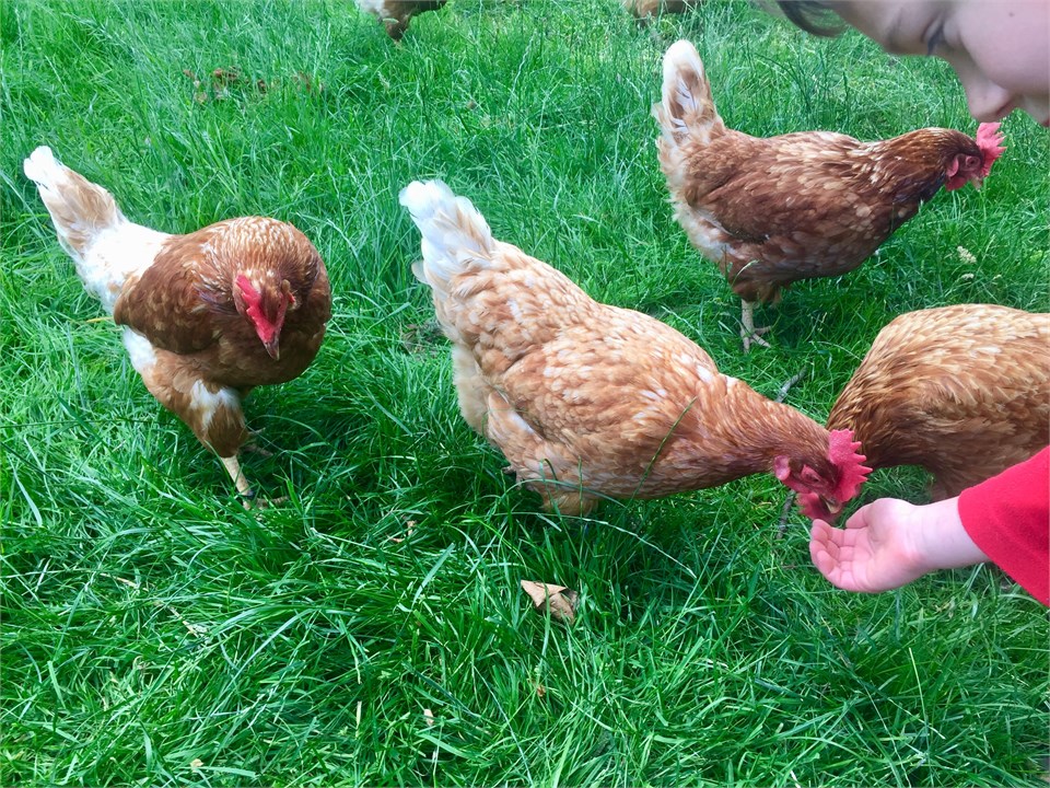 Feeding our Pet Hens.