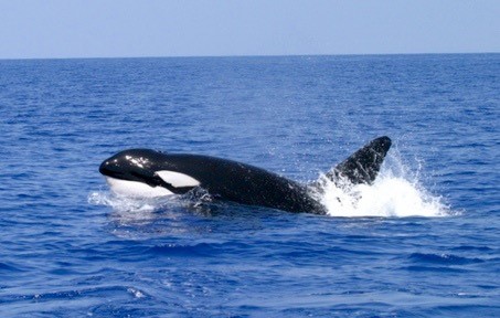 Taken from Matariki Place