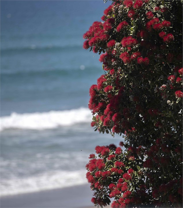 Flowering pohutakawas- the Christmas tree