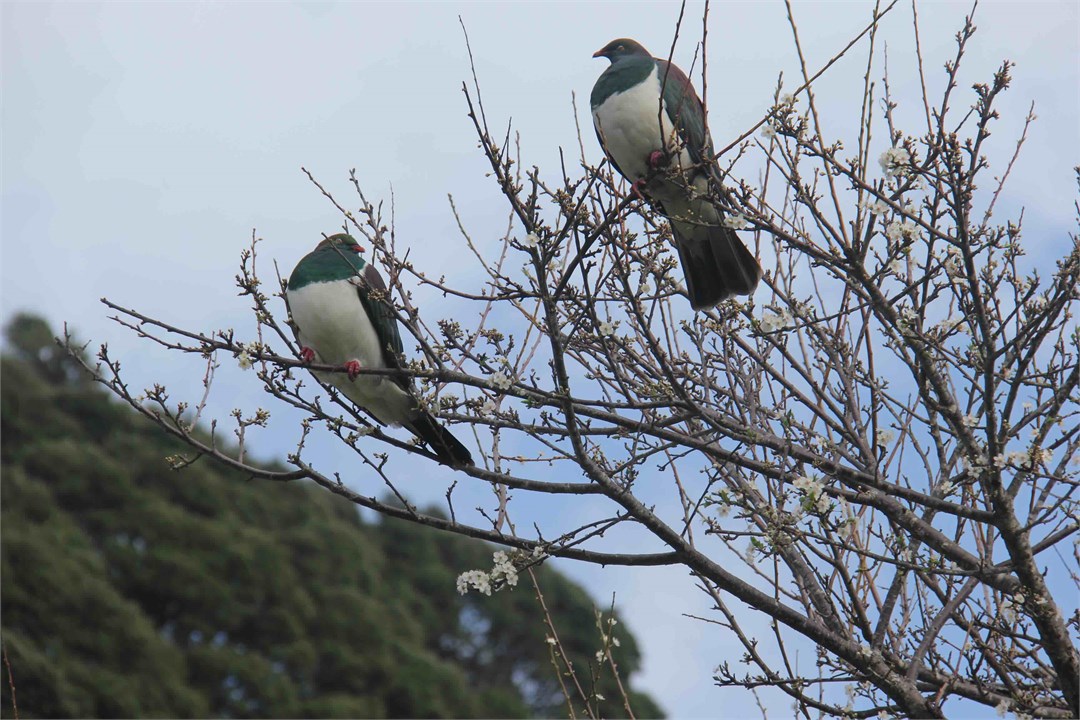 Kereru in the tree beside the cottage