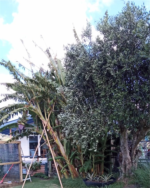 Bananas,olives and pineapple