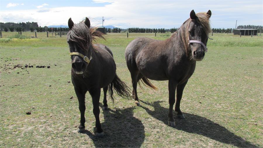 Minature Horses