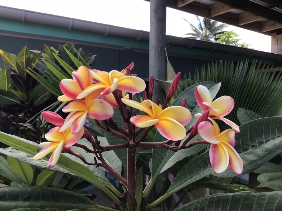 Home-grown frangipani