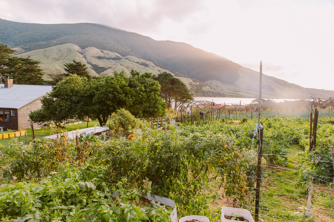 Hearty Marlborough sounds veges to sample