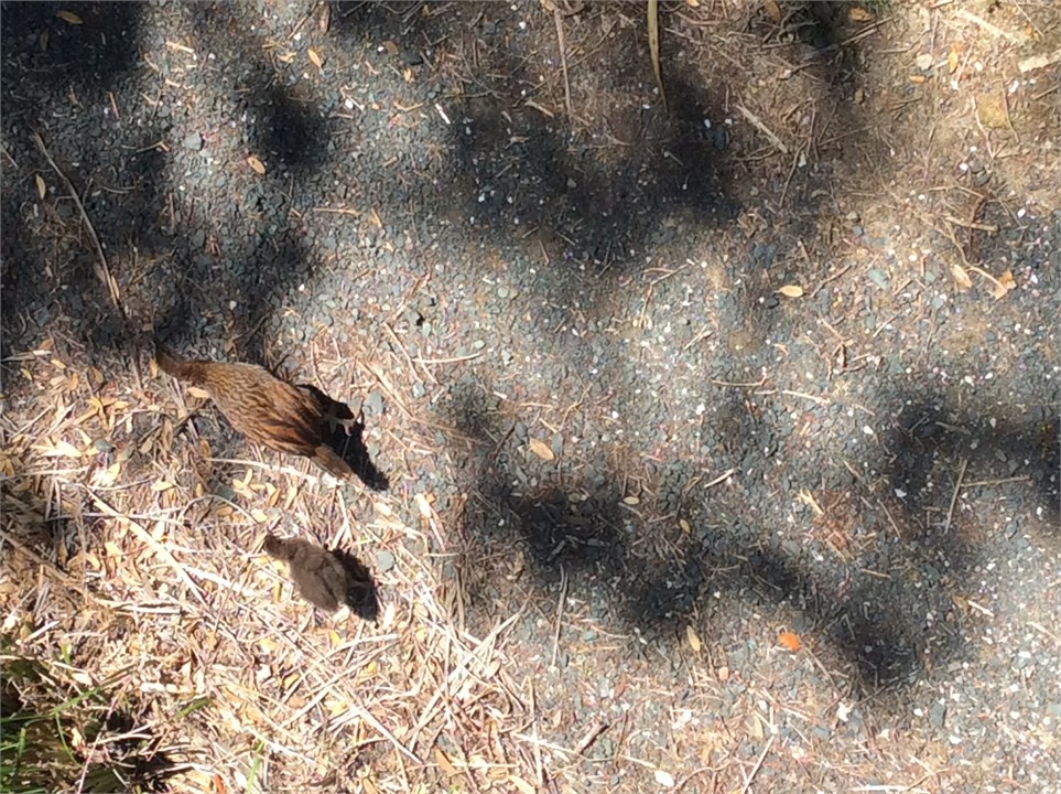Weka and chick
