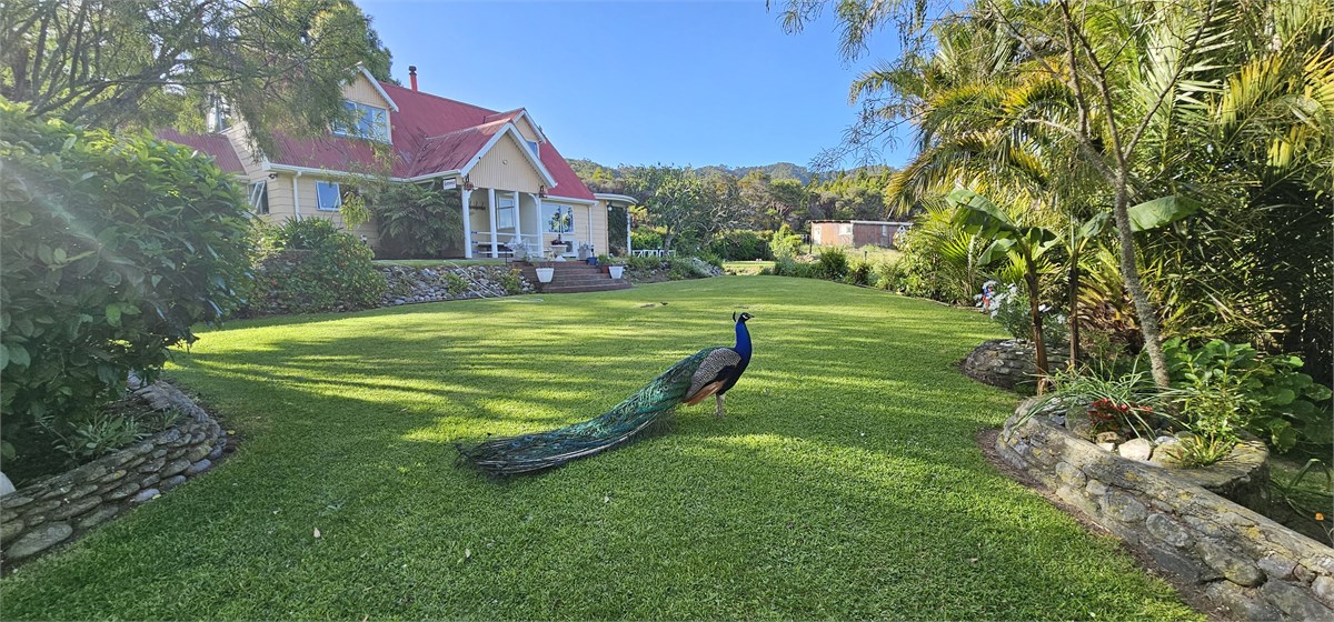 Front Lawn,farm house, native bush, sea views