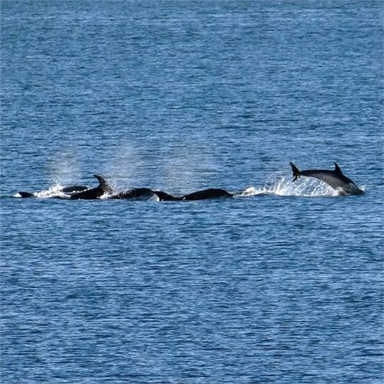 Pod of Dolphins playing in front of the apartment