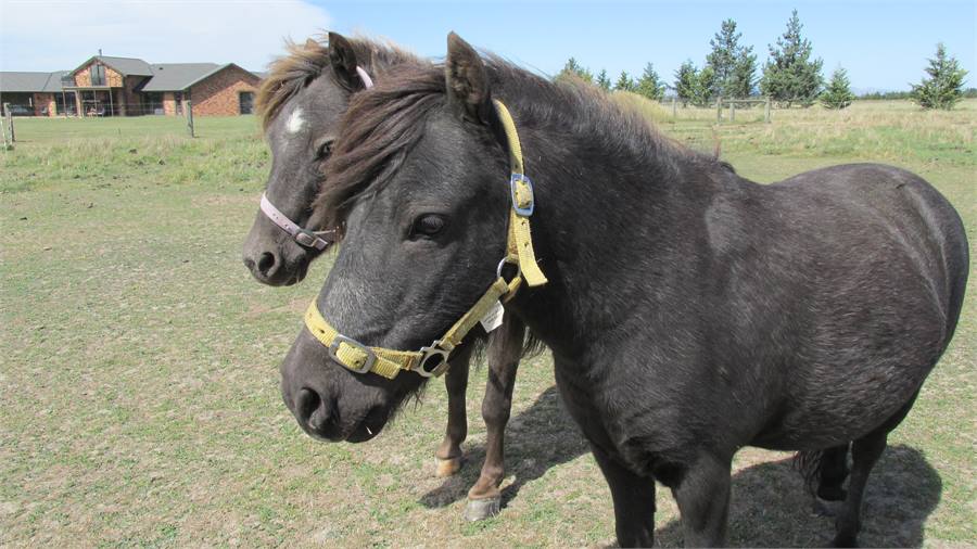 Minature Horses