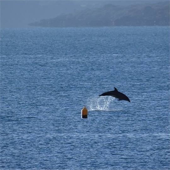 Playful Dolphin showing off 