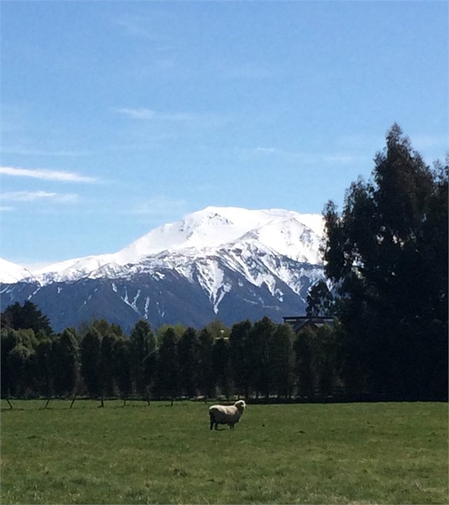 Across the fields to Mt Hutt