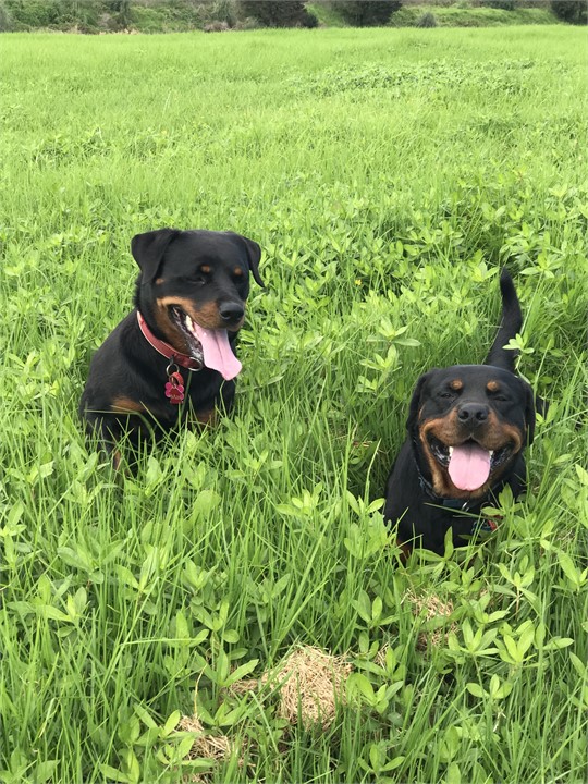 Max and Moro - very friendly dogs - more people th