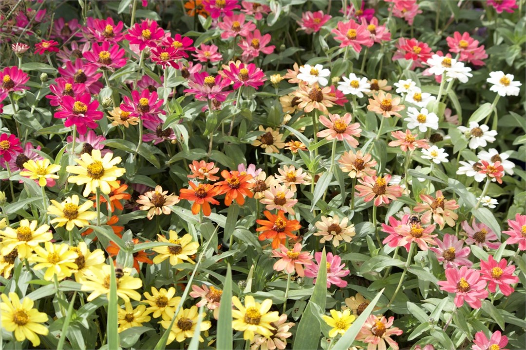 Garden...summer 2020