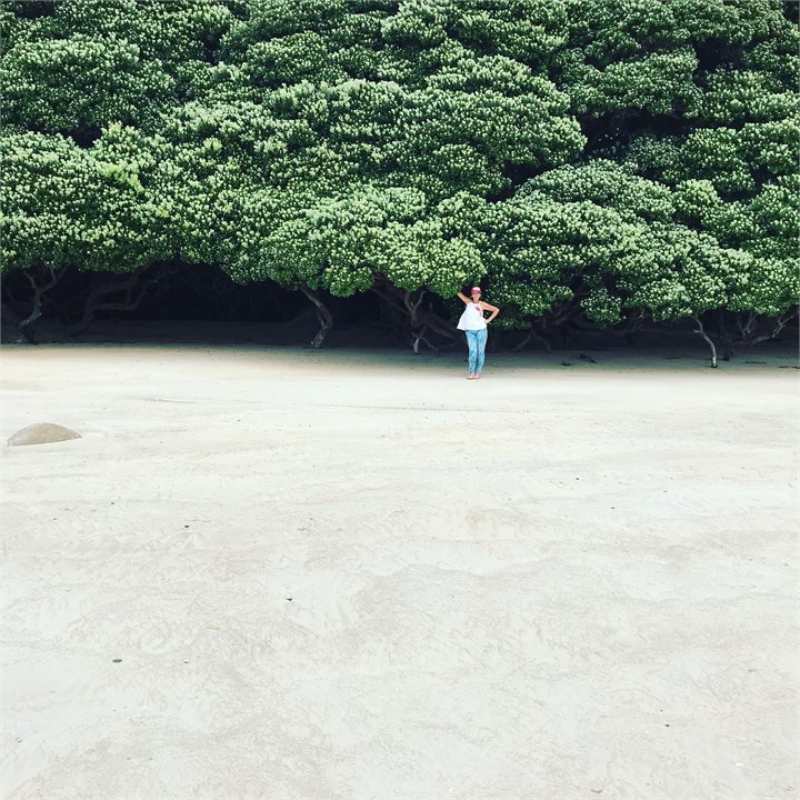 Giant Pohutukawa trees at the beautiful Waikato Ba
