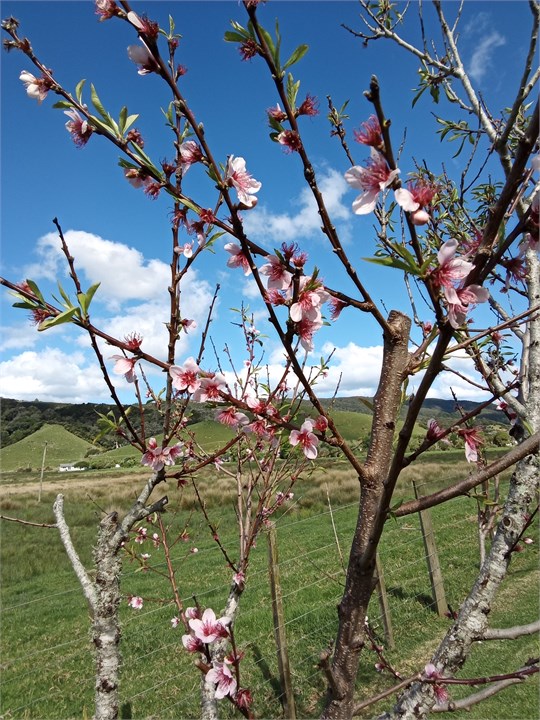 View from the garden