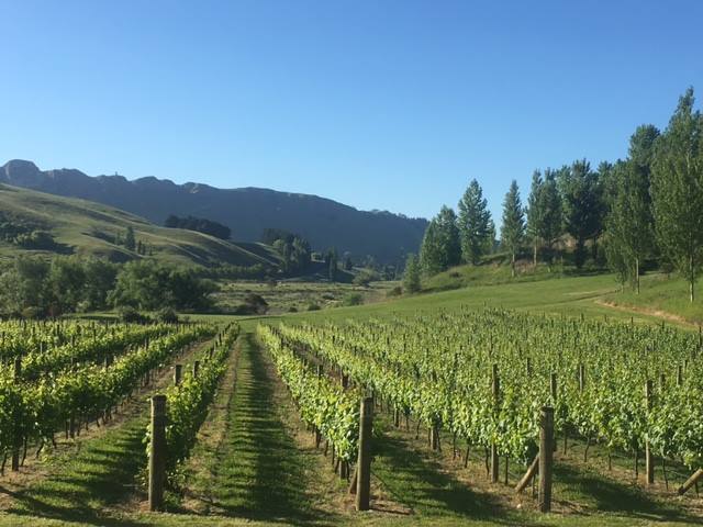 View over vines from marquee lawn