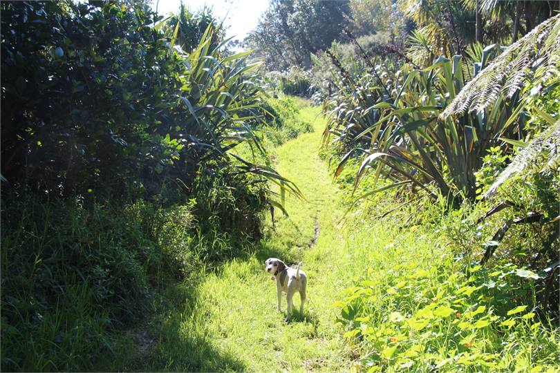 Walkway to skatepark and beach