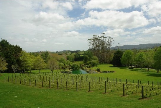View from main house down to vineyards