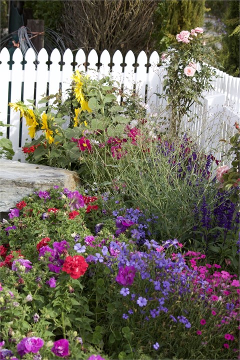 Garden...summer 2020