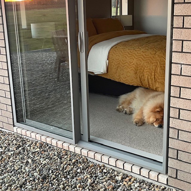 Master Bedroom with Suki the Chow Chow
