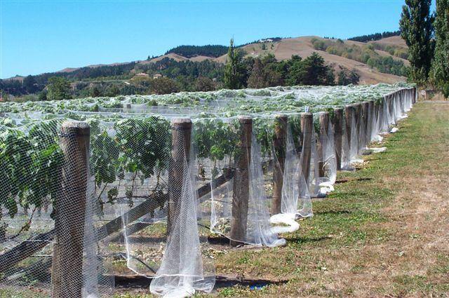 Organic vineyard - taste the grapes