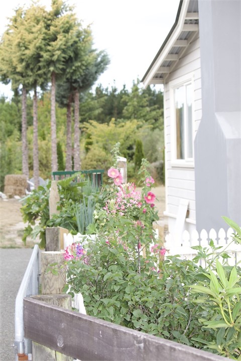 Garden...summer 2020