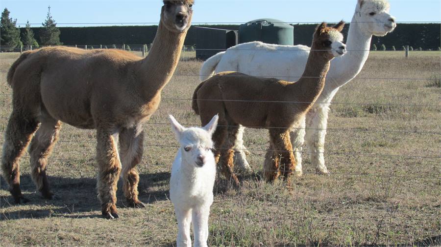 New Addition to Alpaca Family