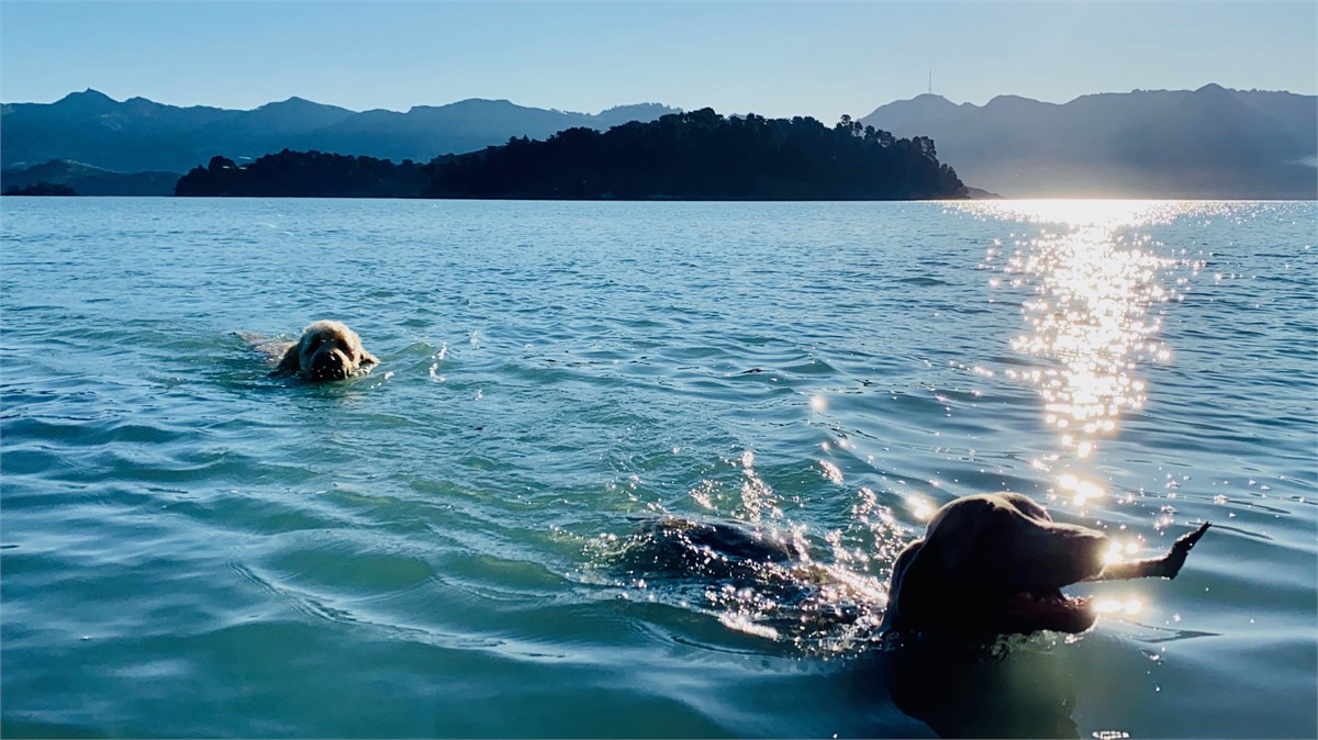 Beach around the corner for your fur babies