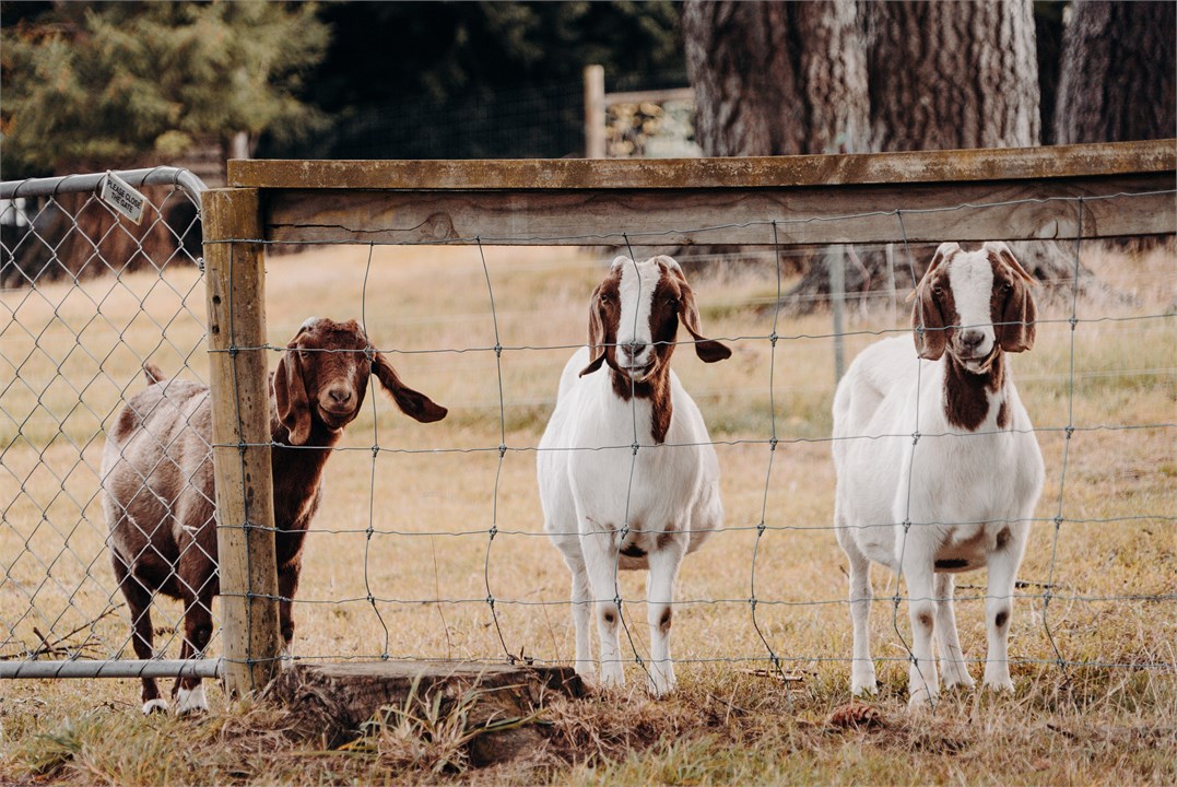 Farm Tour Available for $10.