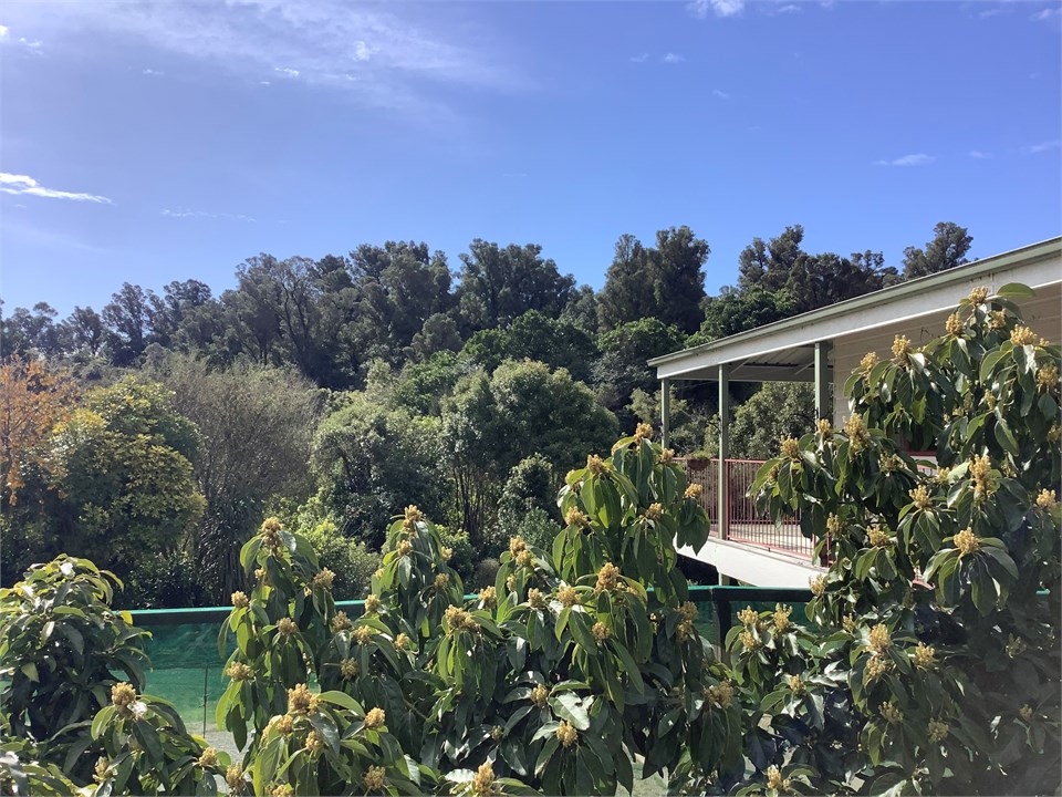 Rata trees and reserve