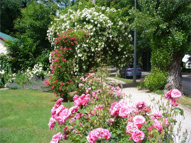 Roses in the summer, 