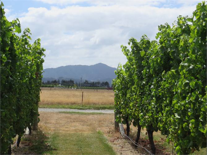 walk through the vineyard