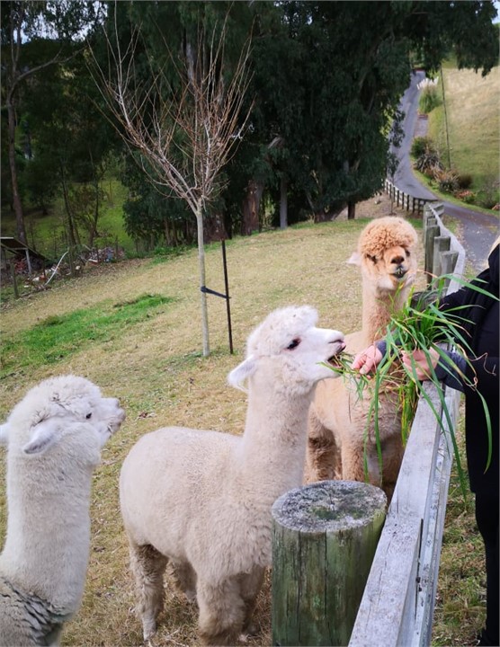 Resident Alpacas