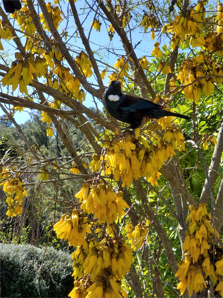 Tui in Kowhai