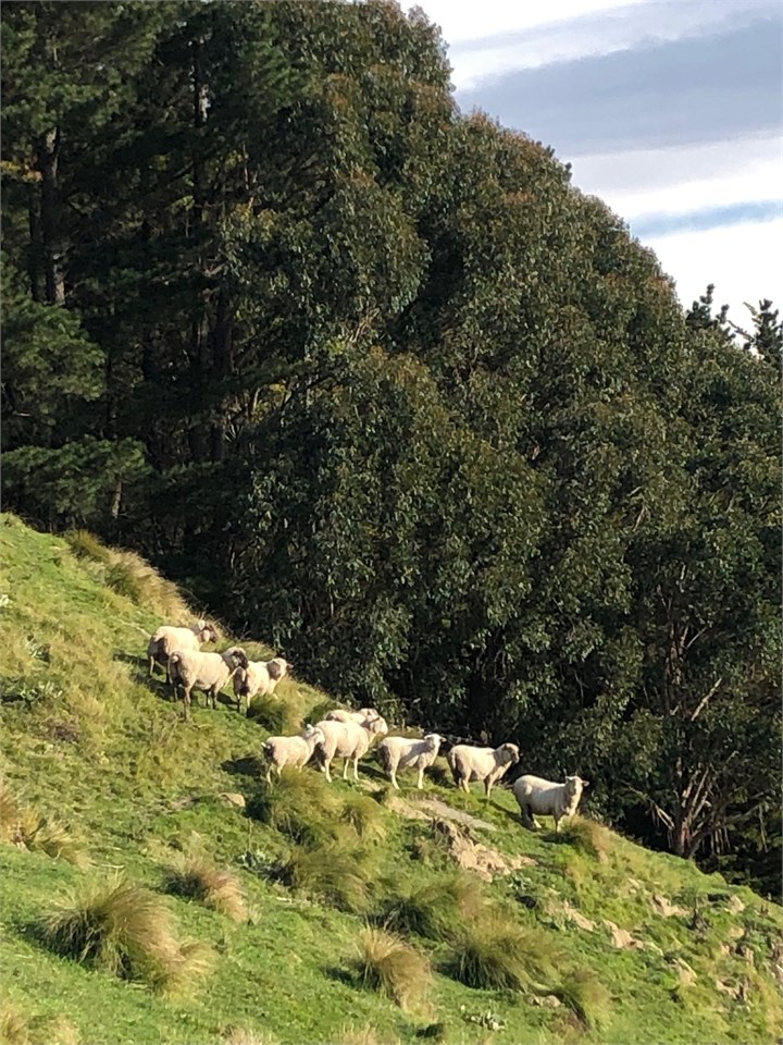 Sheep on hill