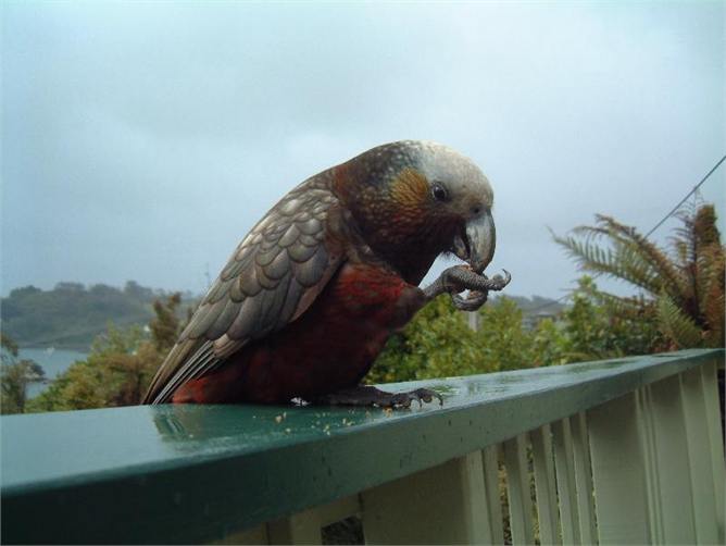Kakas visit daily on the deck