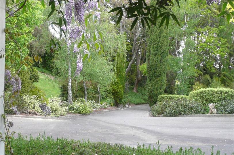 Drive in through majestic trees
