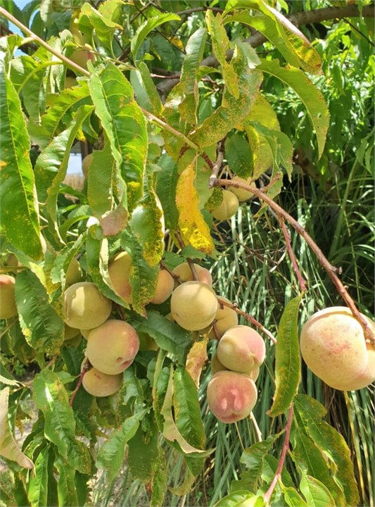 And even a ripe peach :)