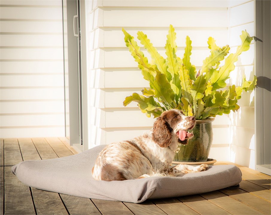 Mickey enjoying the morning sun