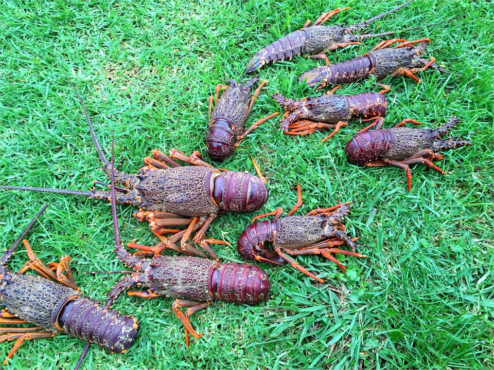 Catch of the day - ready for BBQ